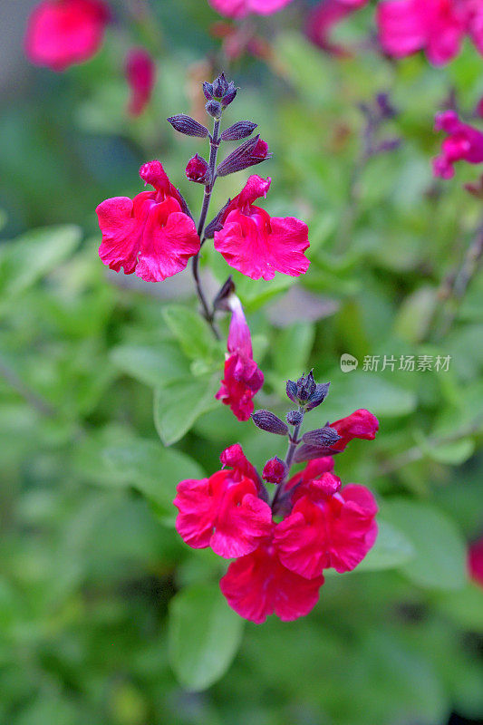 小叶鼠尾草/鼠尾草双色花，白色和红色